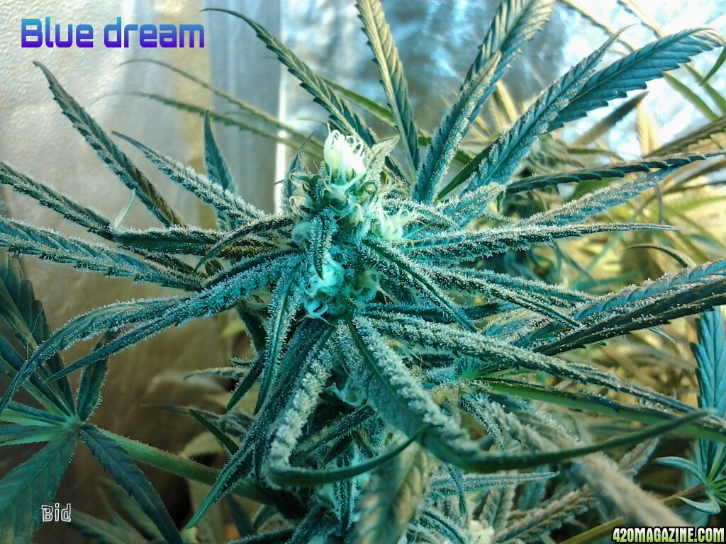 Blue_dream_32.jpg