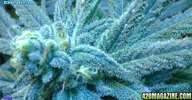 Blue_dream_44.jpg