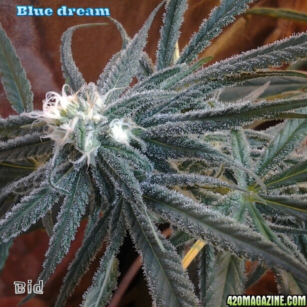 Blue_dream_5.jpg