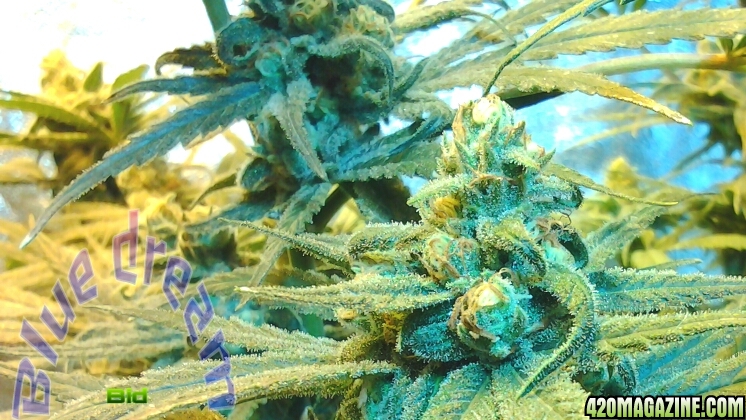 Blue_dream_51.jpg