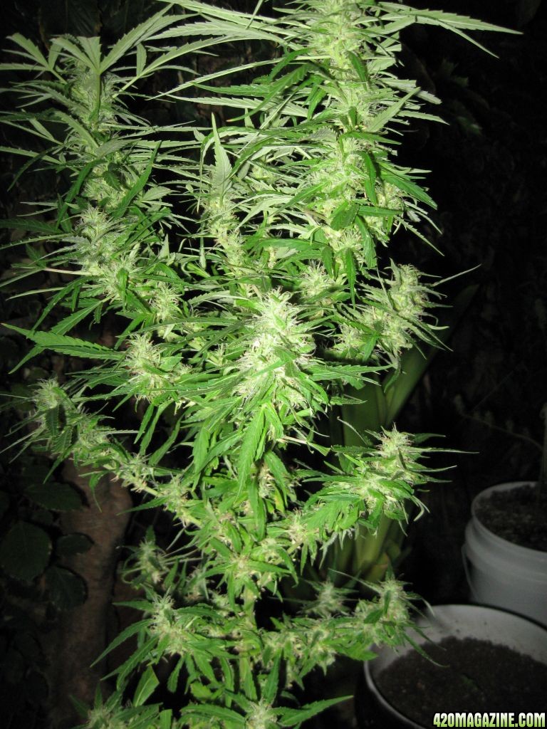 Blueberry_Aug_2_.JPG