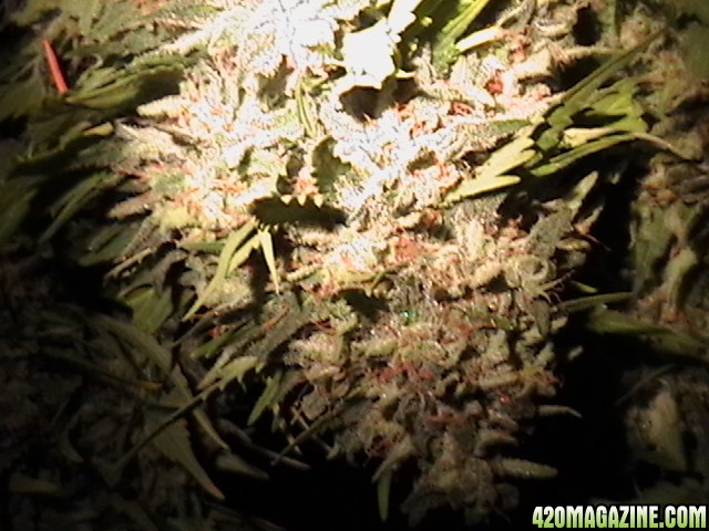 Blueberry_DJ_SHORT_X_Heirloom_Kush_001.JPG