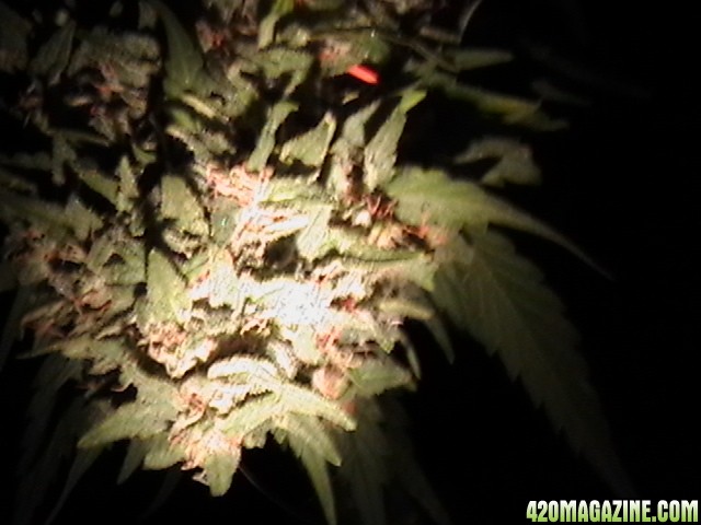 Blueberry_DJ_SHORT_X_Heirloom_Kush_004.JPG