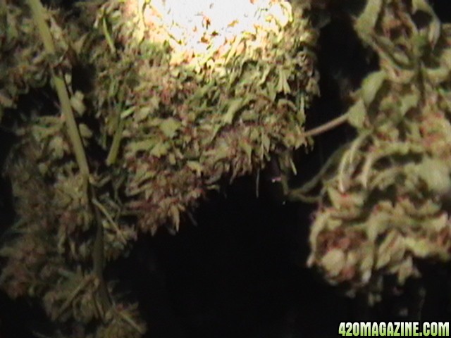 Blueberry_DJ_SHORT_X_Heirloom_Kush_008.JPG