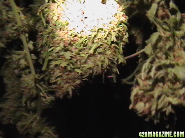 Blueberry_DJ_SHORT_X_Heirloom_Kush_009.JPG