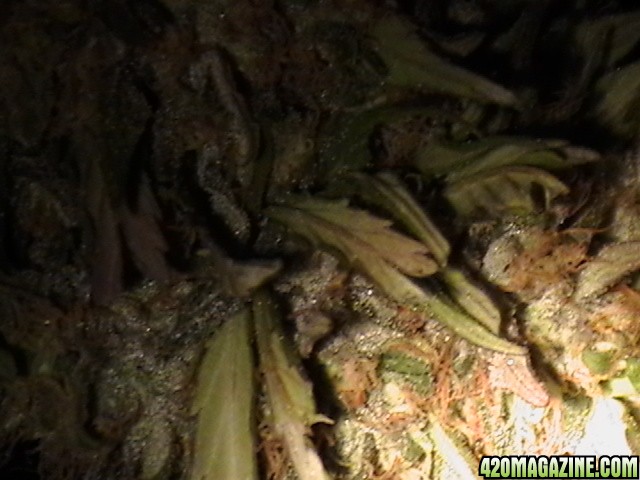 Blueberry_DJ_SHORT_X_Heirloom_Kush_015.JPG