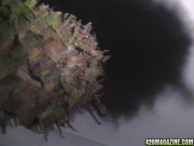 Blueberry_DJ_SHORT_X_Heirloom_Kush_018.JPG