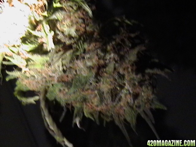 Blueberry_DJ_SHORT_X_Heirloom_Kush_021.JPG