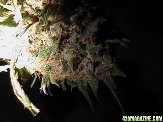 Blueberry_DJ_SHORT_X_Heirloom_Kush_023.JPG