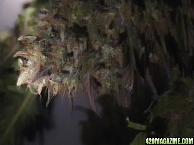 Blueberry_DJ_SHORT_X_Heirloom_Kush_024.JPG