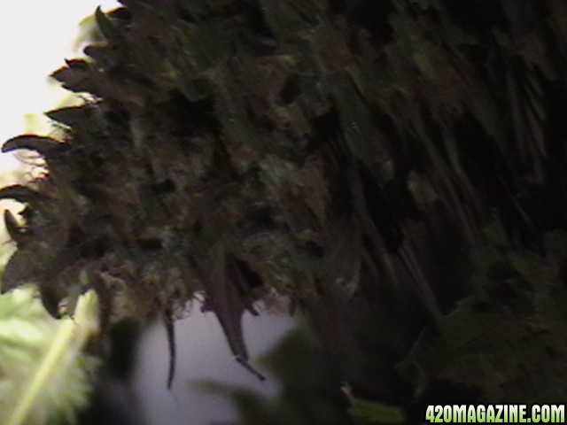 Blueberry_DJ_SHORT_X_Heirloom_Kush_025.JPG