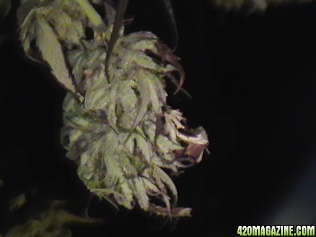 Blueberry_DJ_SHORT_X_Heirloom_Kush_043.JPG