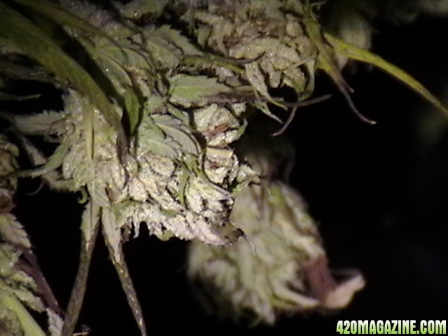 Blueberry_DJ_SHORT_X_Heirloom_Kush_044.JPG