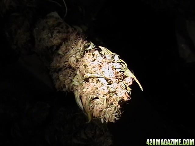 Blueberry_DJ_SHORT_X_Heirloom_Kush_046.JPG