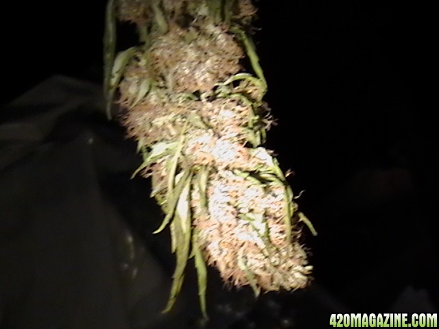 Blueberry_DJ_SHORT_X_Heirloom_Kush_047.JPG