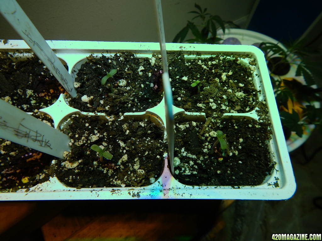 Blueberry_Seedlings.jpg