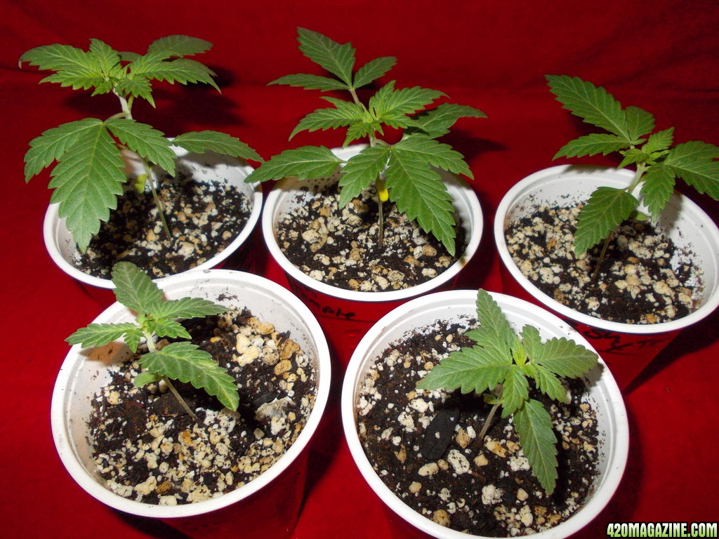 Bodhi_s_2014_grow_004_2_.JPG