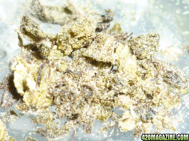 Bubba_Kush_Caviar.JPG