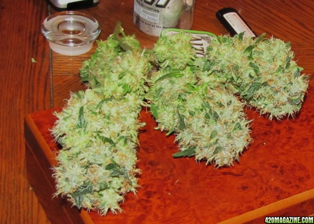 Bud103.JPG