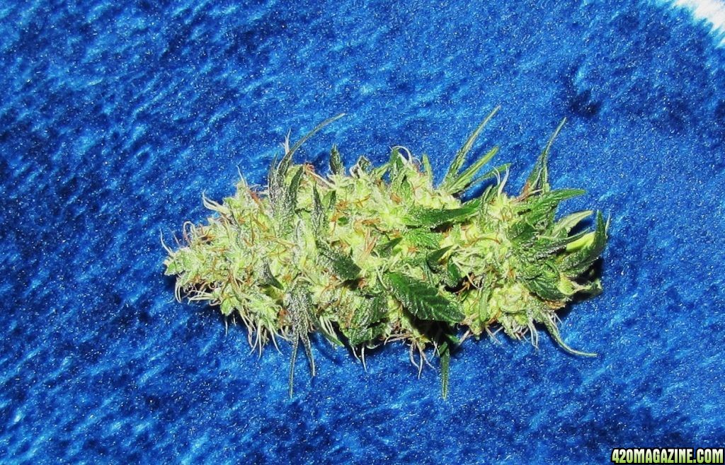 Bud159.JPG