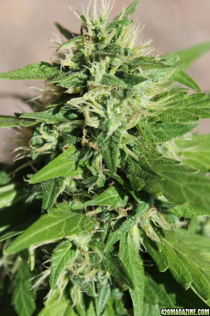 Bud_close-up2.JPG