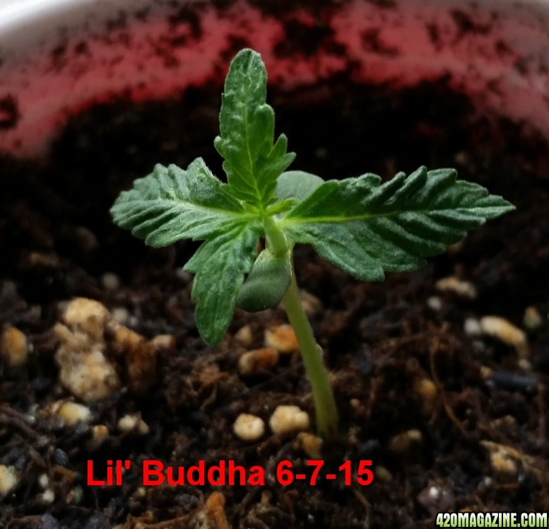 Buddha_Lil_one.jpg