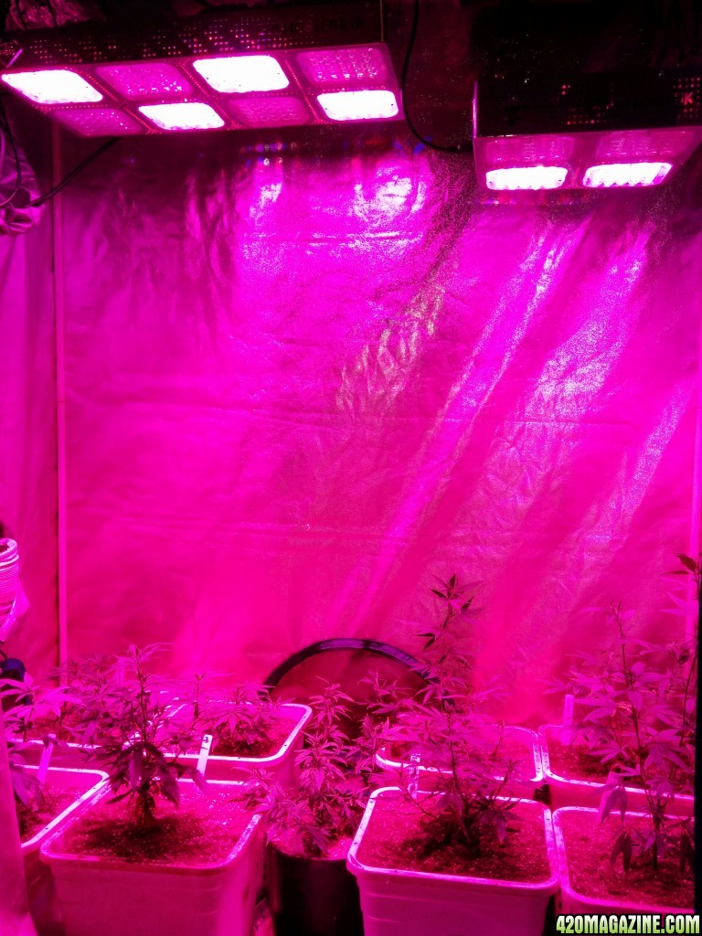 Budmaster_LED_GROW_LIGHT_ICE_MUD_ICEMUD_1_.jpg