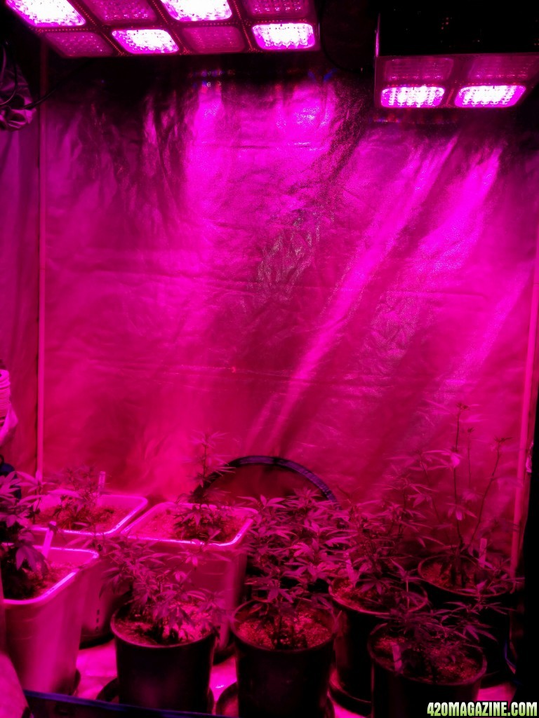 Budmaster_LED_GROW_LIGHT_ICE_MUD_ICEMUD_2_.jpg