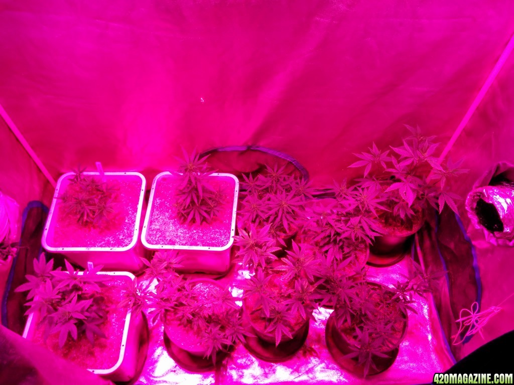 Budmaster_LED_GROW_LIGHT_ICE_MUD_ICEMUD_3_.jpg