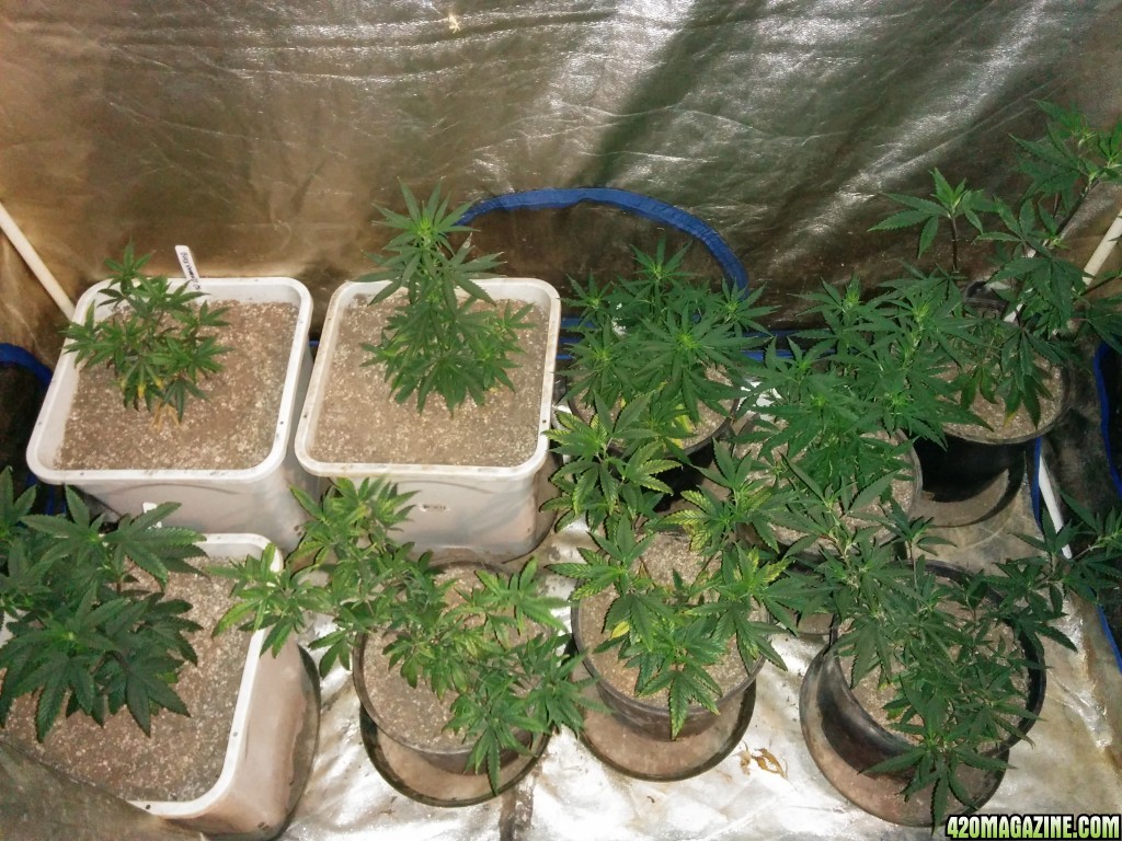 Budmaster_LED_GROW_LIGHT_ICE_MUD_ICEMUD_4_.jpg