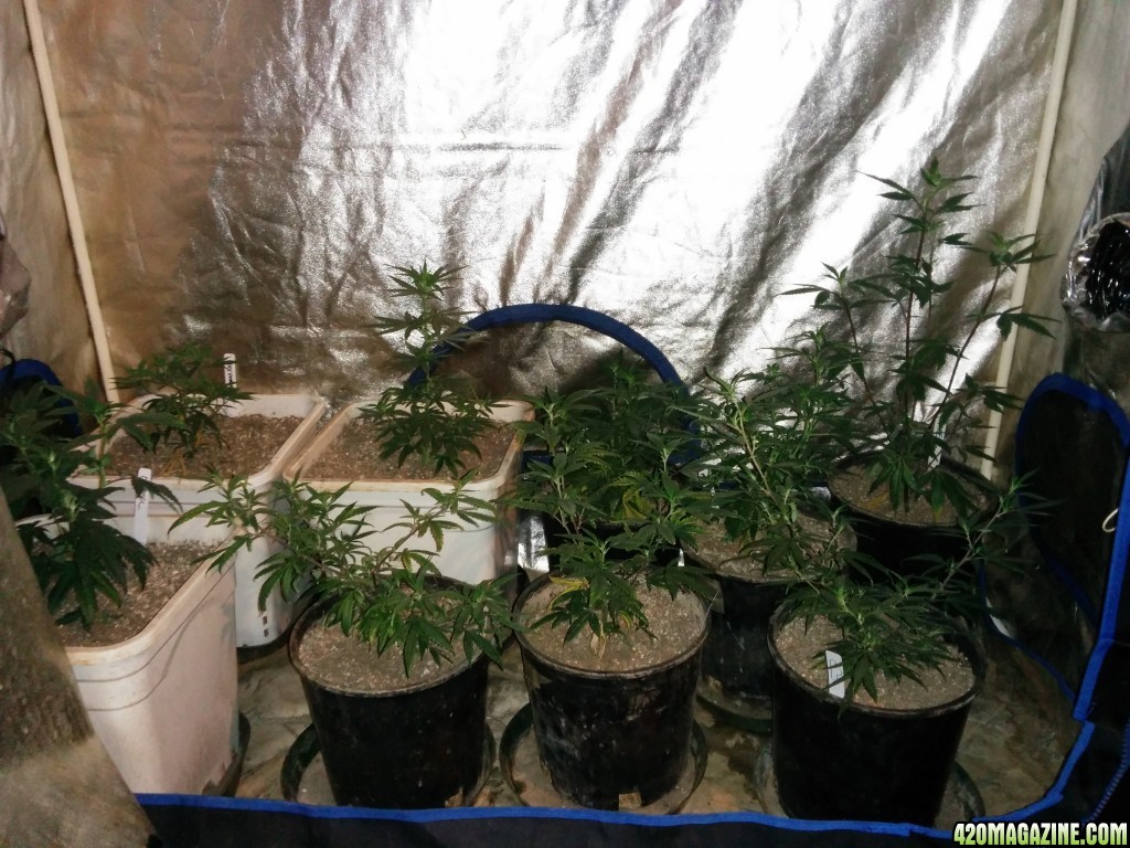 Budmaster_LED_GROW_LIGHT_ICE_MUD_ICEMUD_5_.jpg