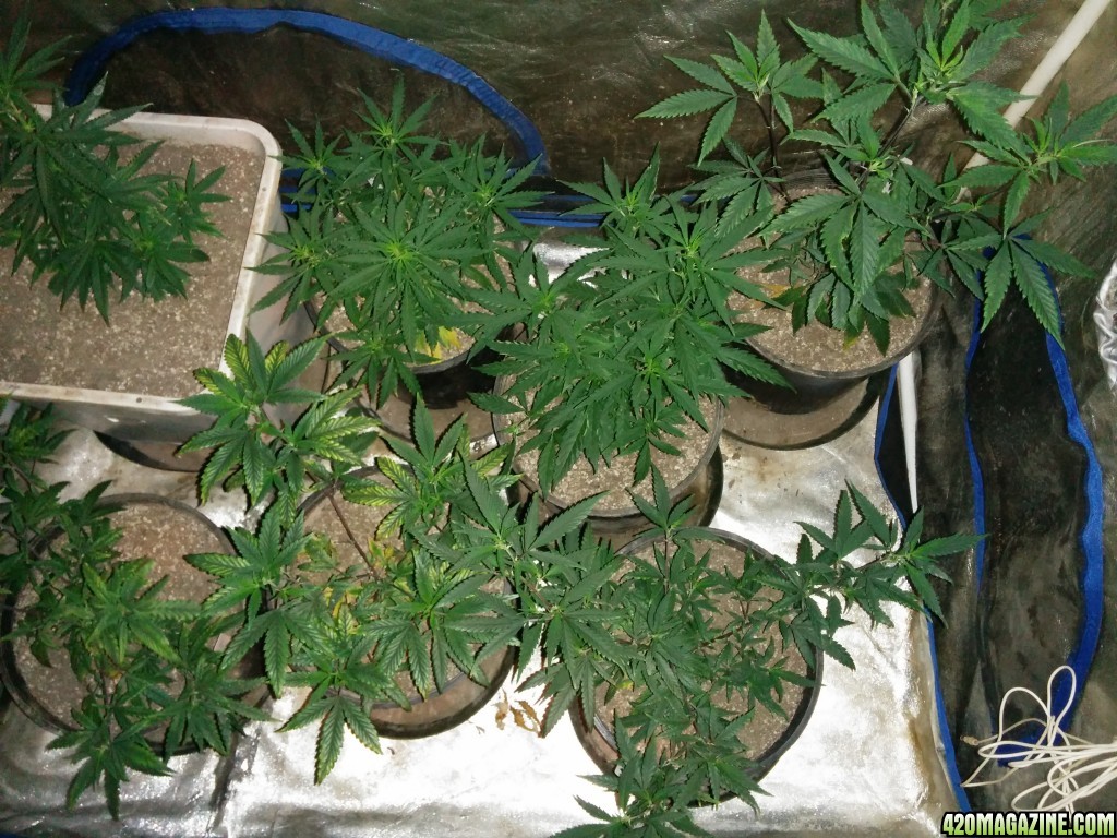 Budmaster_LED_GROW_LIGHT_ICE_MUD_ICEMUD_6_.jpg