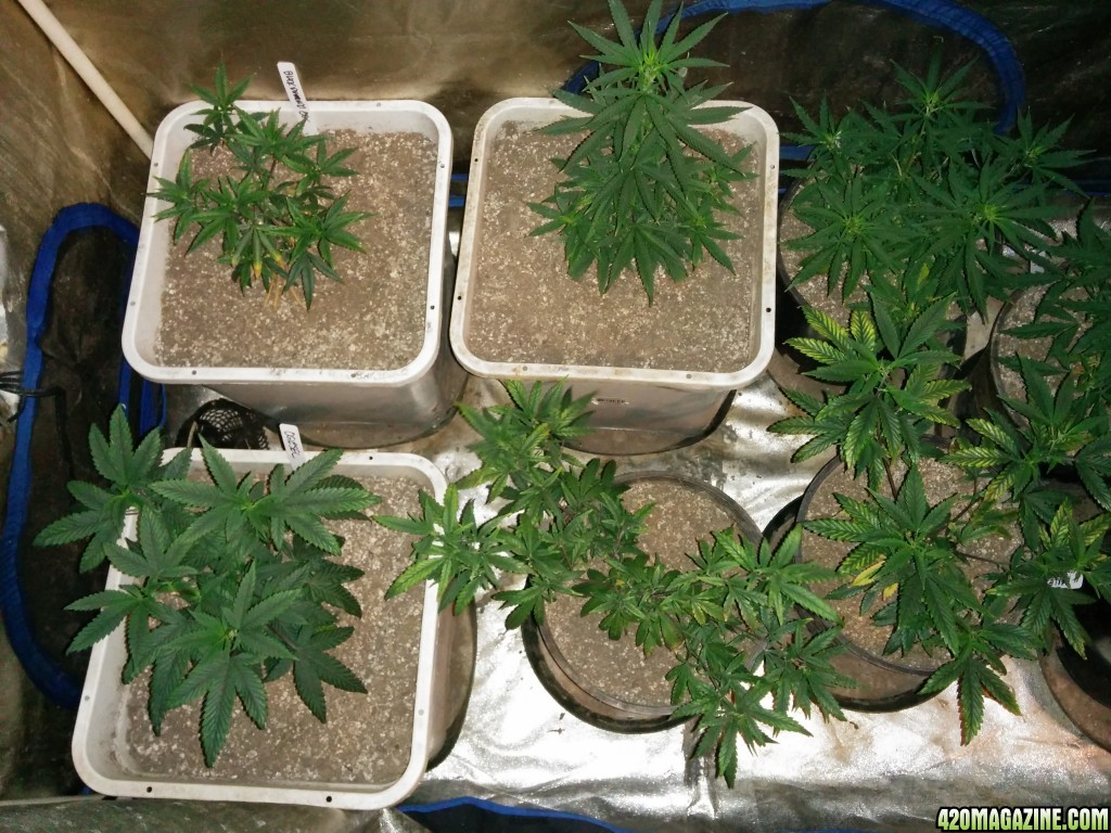 Budmaster_LED_GROW_LIGHT_ICE_MUD_ICEMUD_7_.jpg