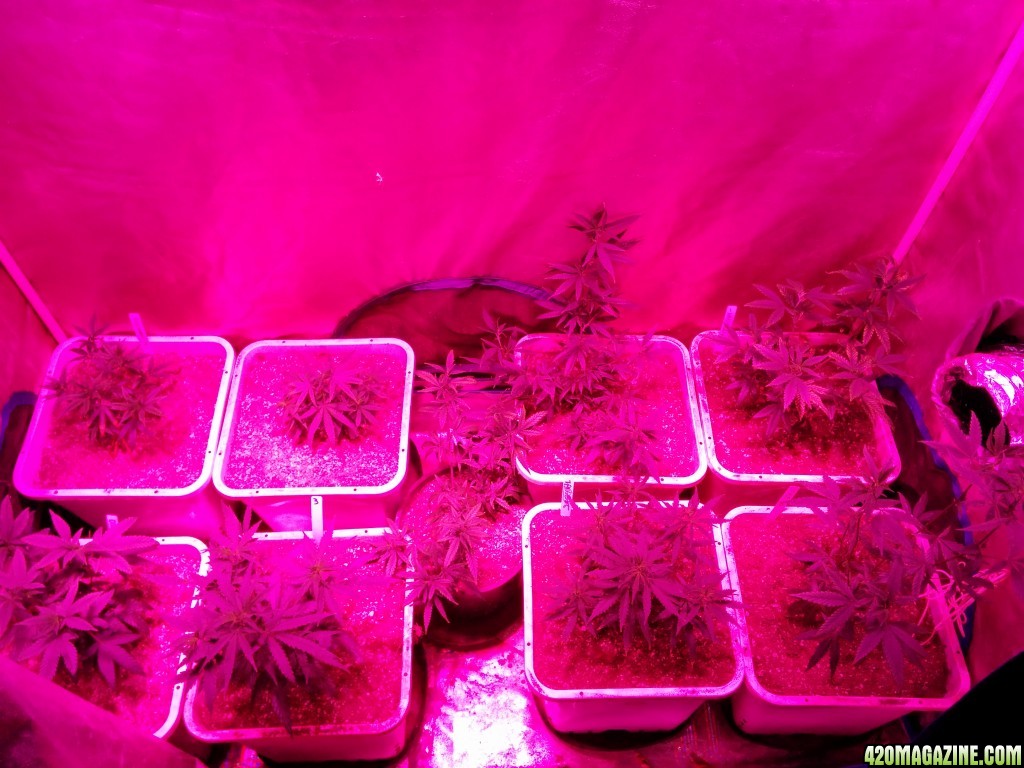 Budmaster_LED_GROW_LIGHT_ICE_MUD_ICEMUD_8_.jpg