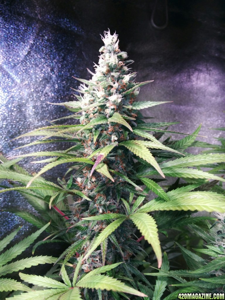 Budmaster_led_grow_light_tangie_10_.jpg