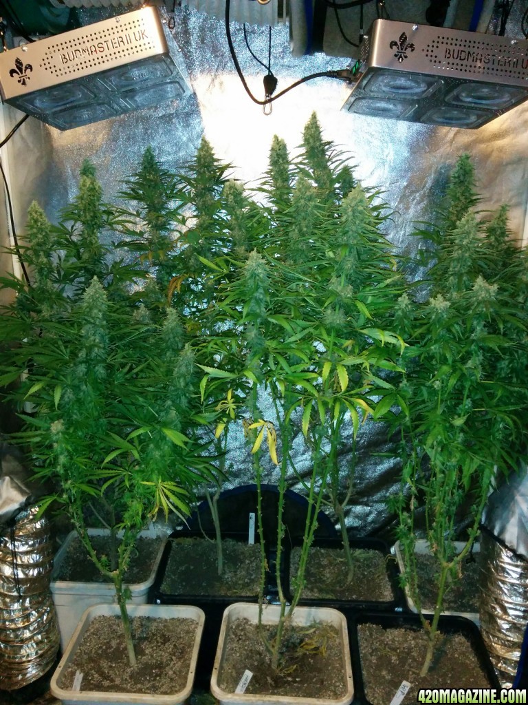 Budmaster_led_grow_light_tangie_11_.jpg