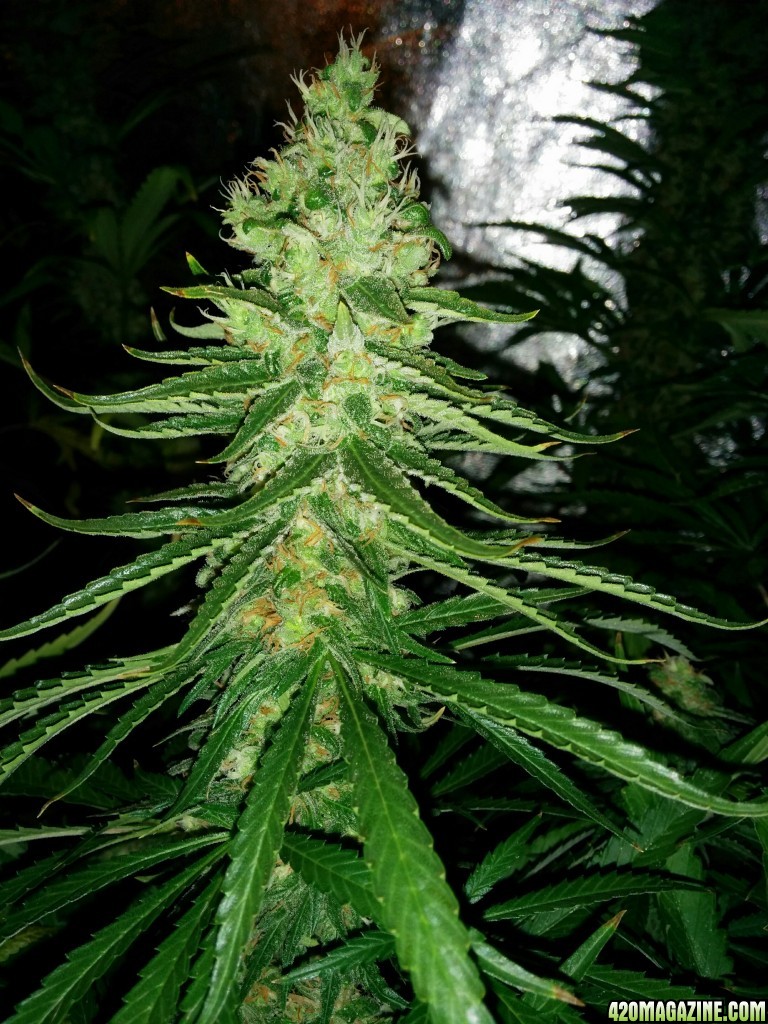 Budmaster_led_grow_light_tangie_13_.jpg