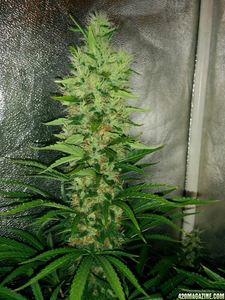 Budmaster_led_grow_light_tangie_14_.jpg