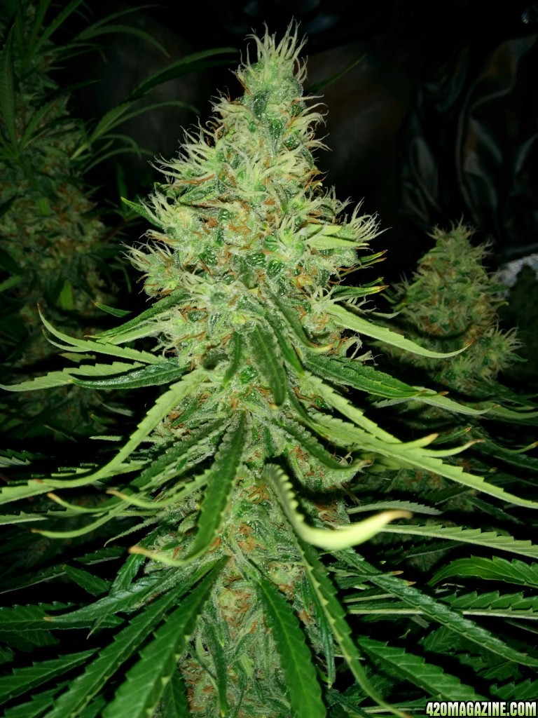 Budmaster_led_grow_light_tangie_16_.jpg