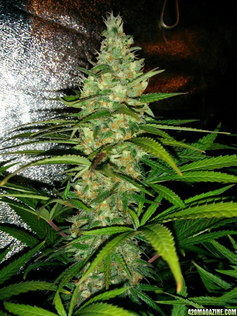 Budmaster_led_grow_light_tangie_17_.jpg