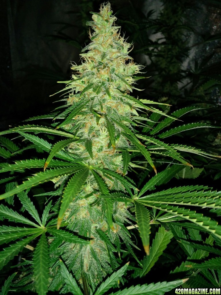 Budmaster_led_grow_light_tangie_18_.jpg