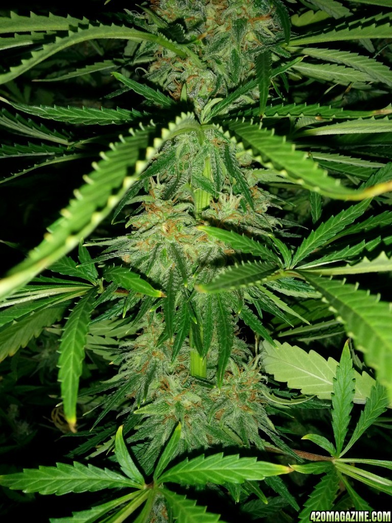 Budmaster_led_grow_light_tangie_19_.jpg