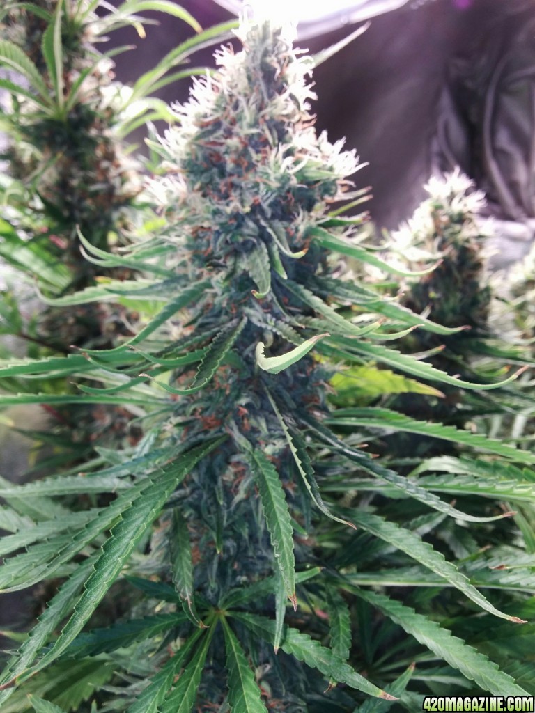 Budmaster_led_grow_light_tangie_1_.jpg