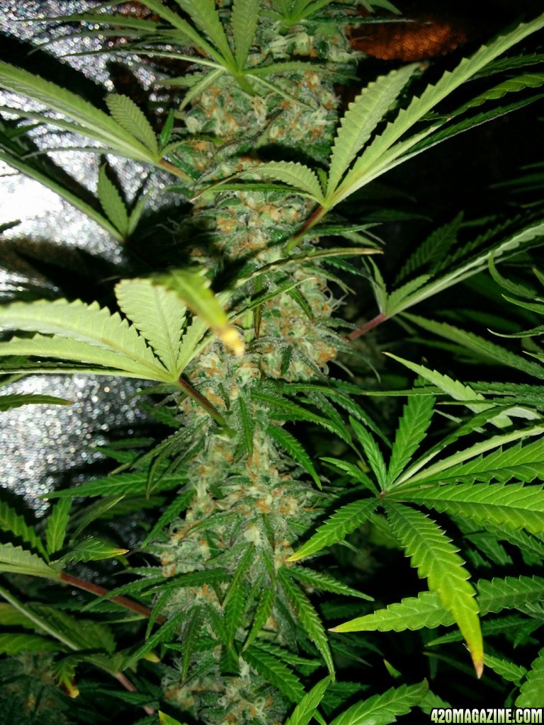 Budmaster_led_grow_light_tangie_20_.jpg