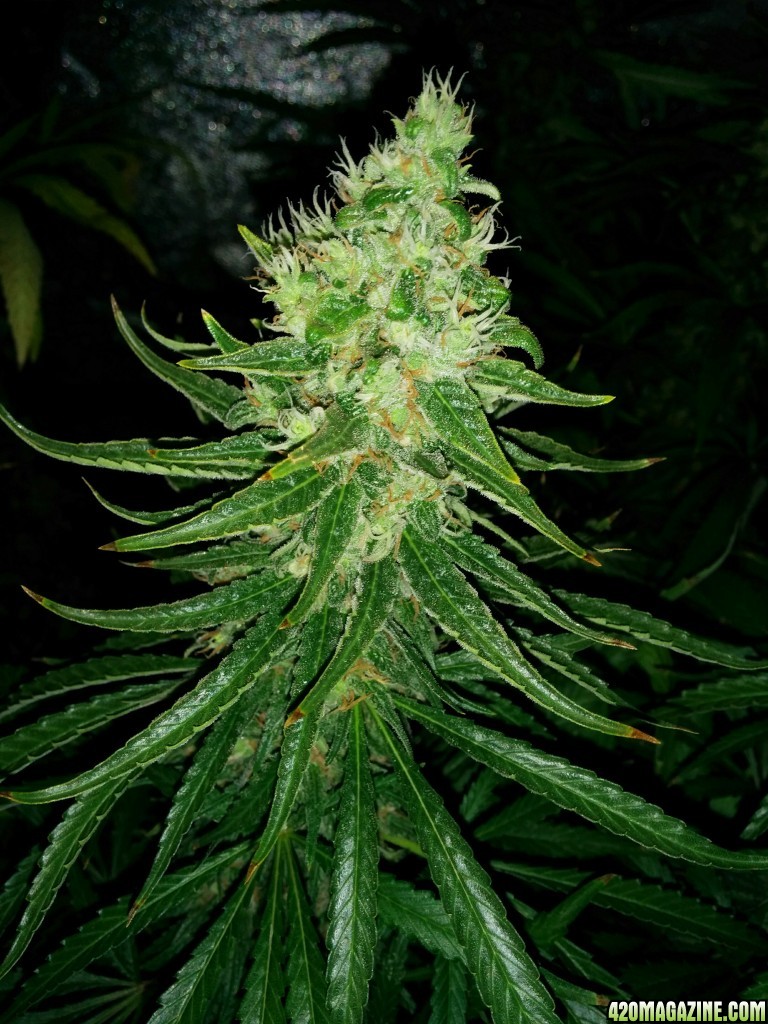 Budmaster_led_grow_light_tangie_21_.jpg