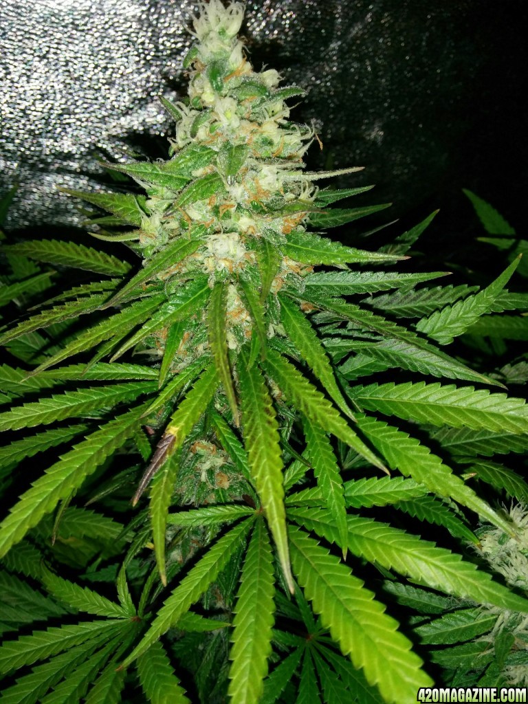 Budmaster_led_grow_light_tangie_22_.jpg