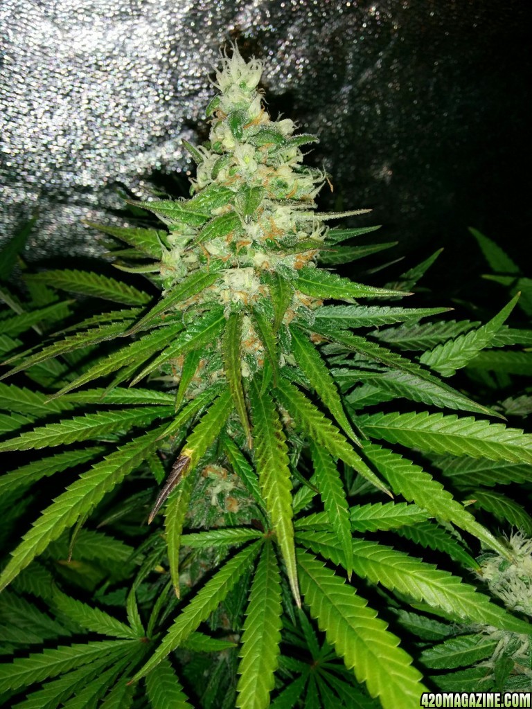 Budmaster_led_grow_light_tangie_23_.jpg