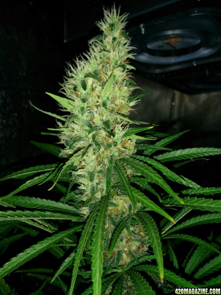 Budmaster_led_grow_light_tangie_24_.jpg