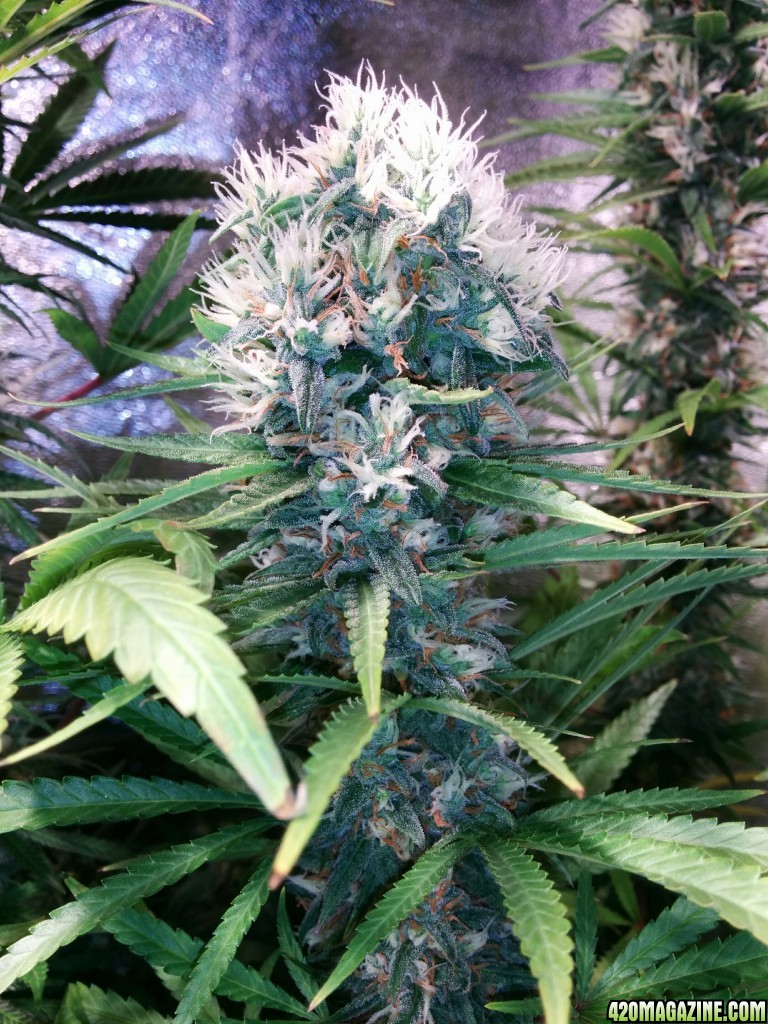 Budmaster_led_grow_light_tangie_25_.jpg