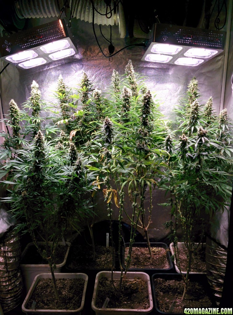 Budmaster_led_grow_light_tangie_3_.jpg